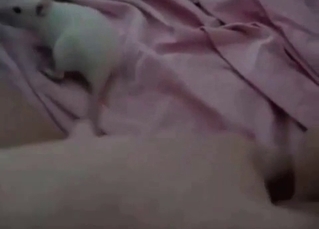 Pussy licking from a sexy rat