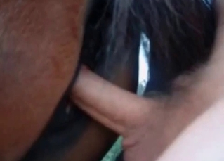Dude shoves his cock up mare's pussy