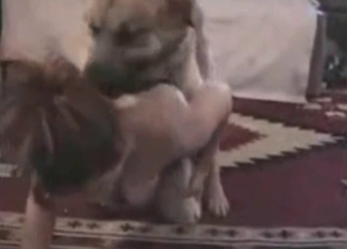 Intense pounding with a retriever