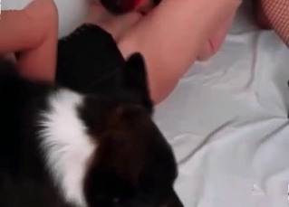 Three-way sex with a dog