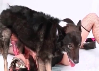 Three-way sex with a dog