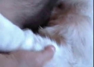 Horny dog gets finger-blasted