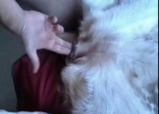 Horny dog gets finger-blasted