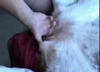 Horny dog gets finger-blasted