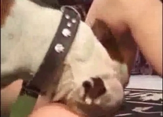 Mutt fucking an irresistible slut