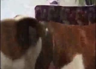 Mutt fucking an irresistible slut