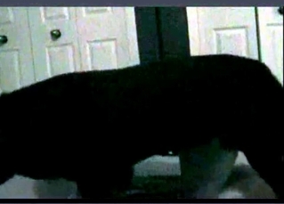 Dog gets a really naughty training