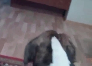 Handjob action for a doggy