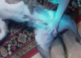 Handjob action for a doggy