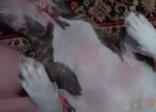 Handjob action for a doggy