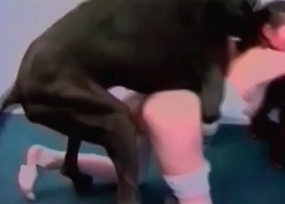 Black Doberman licking her real good