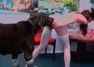 Black Doberman licking her real good