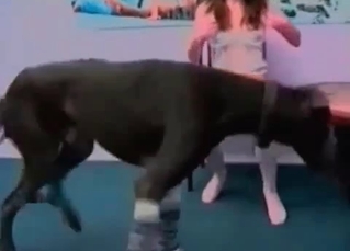 Black Doberman licking her real good