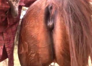 Anal sex with a cute pony