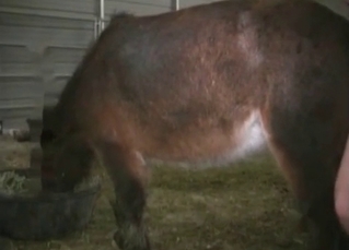 Horse’s juicy asshole penetrated