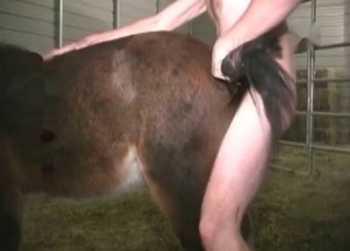 Horse’s juicy asshole penetrated
