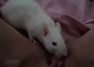 Pussy licking from a sexy rat