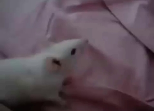 Pussy licking from a sexy rat