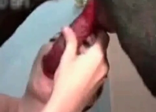 Amazing dog getting a BJ