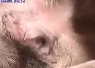 Incredible 69 action with animals