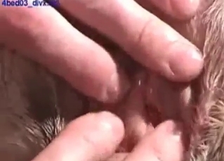 Incredible 69 action with animals