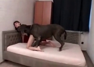 Exquisite Doberman banging