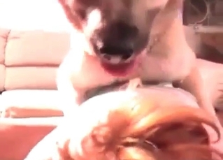 Two slutty dogs and a redhead