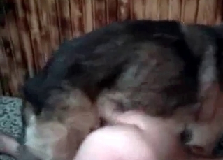 German shepherd drilling her
