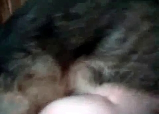 German shepherd drilling her
