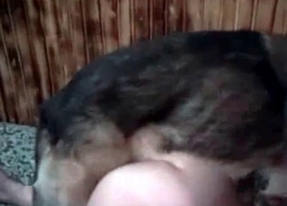 German shepherd drilling her