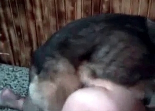 German shepherd drilling her