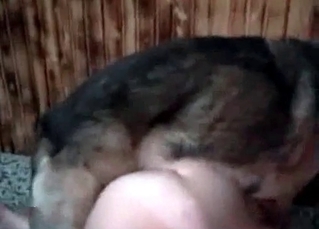 German shepherd drilling her