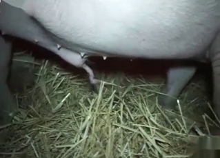 Kinky animal letting you watch