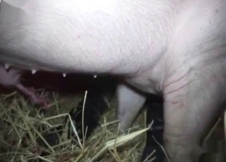 Kinky animal letting you watch