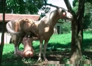 Zoophile chick and a stallion