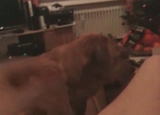 Obedient doggy takes a cock