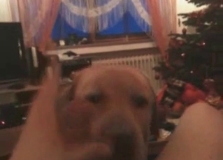 Obedient doggy takes a cock