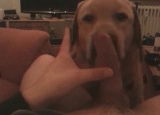 Obedient doggy takes a cock