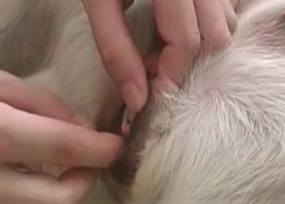 Dog gets into some fingering