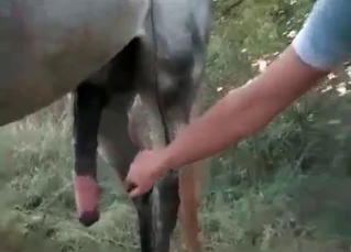 Horse fucking chicks like a pro