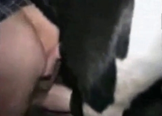 Glorious fuck-fest with a horse