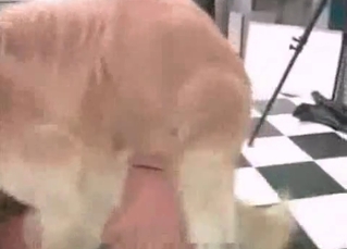 Brown hound fucking on cam
