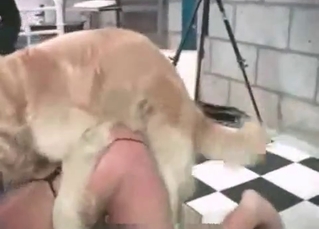 Brown hound fucking on cam