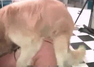 Brown hound fucking on cam