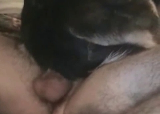 Massive cock fucking a dog