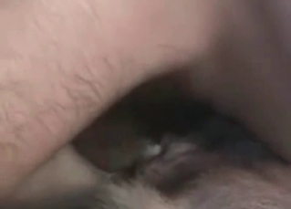 Massive cock fucking a dog
