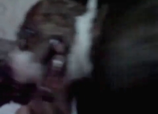 This dog is crazy about pussy licking