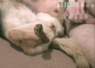 Anal sex for a shepherd