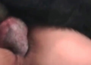 Dog stretching out tight asshole
