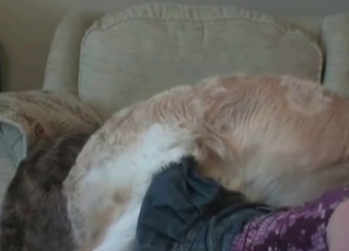 Hairy doggy getting its way